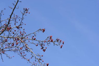 Mavi gökyüzüne karşı meyveli ortak Hawthorn dalı - Latince adı - Crataegus monogyna