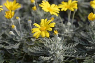 Gri yapraklı Avrupai Gümüş Yıldız çiçekleri Latince adı Euryops pectinatus Silver Star