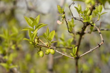 Kış çiçekli olgunlaşmamış meyveli hanımeli dalı- Latince adı - Lonicera parfümü