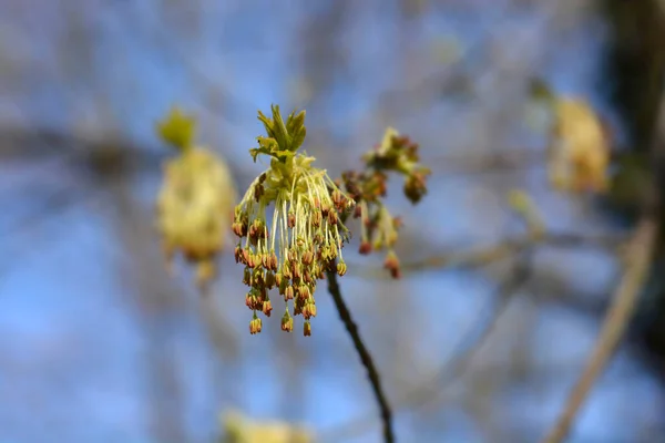 Fiori Acero Boxelder Nome Latino Acer Negundo — Foto Stock