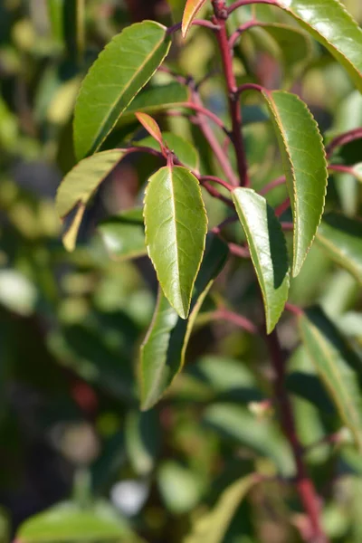 Португальська Назва Prunus Lusitanica Angustifolia — стокове фото