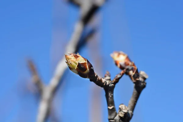 Japonská Hrušková Větev Pupeny Latinský Název Pyrus Pyrifolia — Stock fotografie