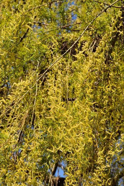 Saule Pleureur Doré Branches Avec Nouvelles Feuilles Fleurs Nom Latin — Photo