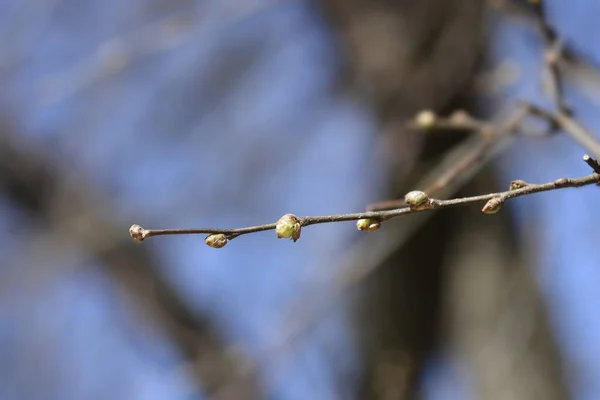 芽を持つ一般的なハックベリーの枝 ラテン名 Celtis Ocidentalis — ストック写真