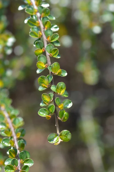 Rock Cotoneaster Branch ラテン語名 コトネスター水平線 — ストック写真