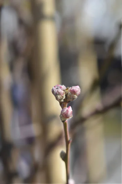 Peach Tree Redhaven Branche Avec Boutons Floraux Nom Latin Prunus — Photo