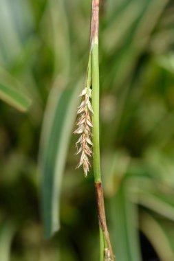 Sabit Buz Dansı çiçeği - Latince adı - Carex Morrowii Buz Dansı