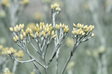 İtalyan sarı çiçek tomurcukları - Latince adı - Helichrysum italicum