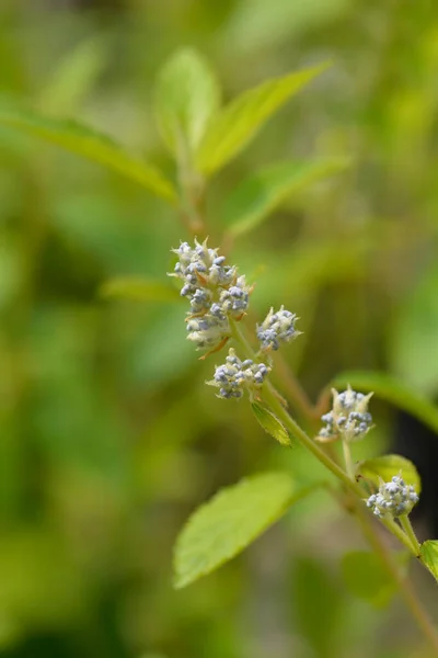 Каліфорнійський Лілак Glorie Versailles Flowers Latin Name Ceanothus Delileanus Glorie — стокове фото