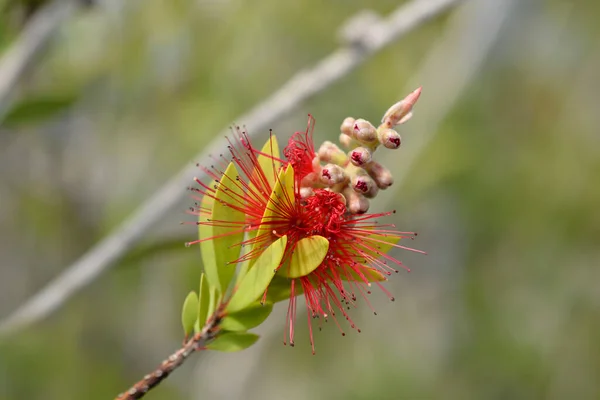 Flor Pincel Botella Carmesí Nombre Latino Melaleuca Citrina Callistemon Citrinus —  Fotos de Stock