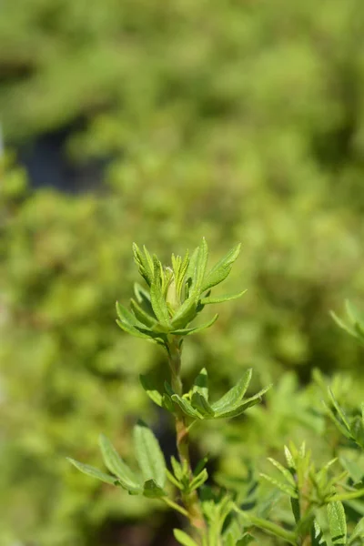 Shrubby Cinquefoil Goldfinger Leaves Λατινική Ονομασία Potentilla Fruticosa Goldfinger — Φωτογραφία Αρχείου