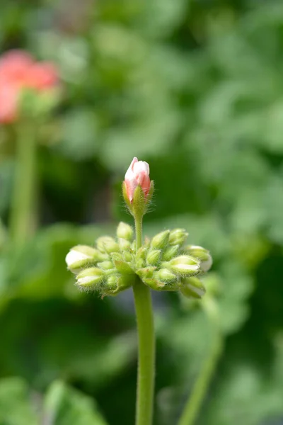 Pąki Kwiatowe Pelargonii Nazwa Łacińska Pelargonium Zonale — Zdjęcie stockowe