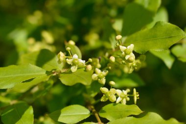 Yanan küçük çalı çiçekleri - Latince adı - öonymus alatus