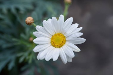 Beyaz Marguerite papatyası - Latince adı - Argyranthemum frutescens