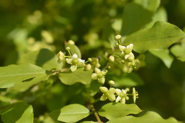 Petites Fleurs Buisson Ardent Nom Latin Euonymus Alatus — Photo