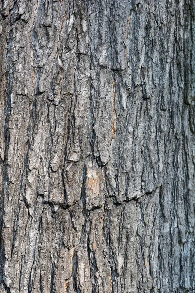 Katalanische Rinde Lateinischer Name Catalpa Bignonioides — Stockfoto