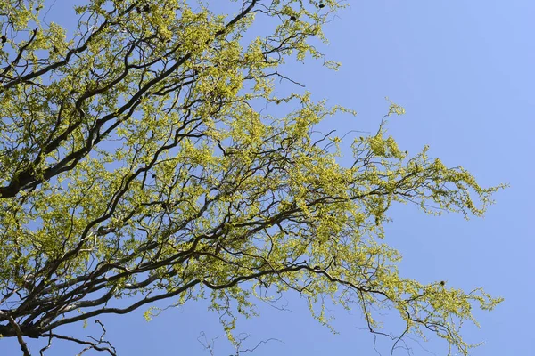 Dragons Griffe Branches Saule Avec Nouvelles Feuilles Fleurs Contre Ciel — Photo