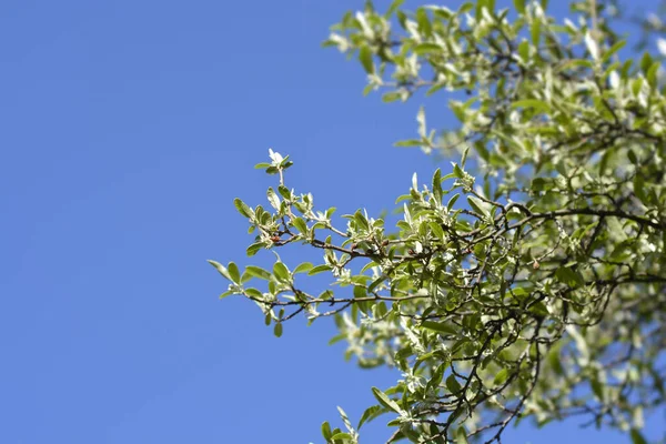 Autumn Olive Branch Blue Sky Latin Name Elaeagnus Umbellata — Stock Photo, Image