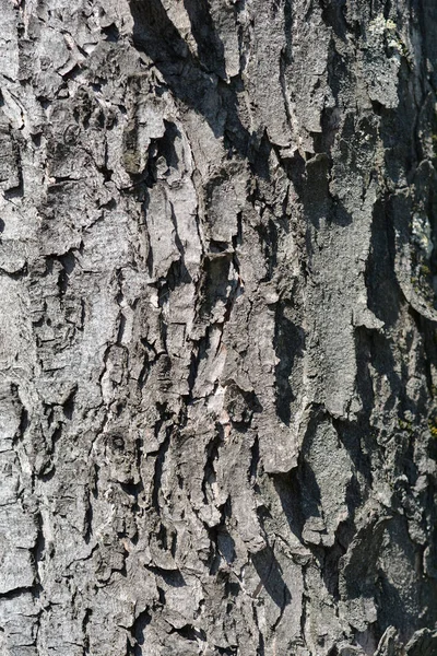 Szczegóły Kory Klonu Srebrnego Nazwa Łacińska Acer Saccharinum — Zdjęcie stockowe