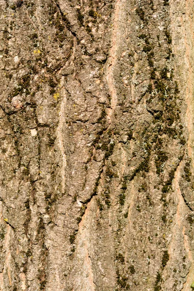 Buchsbaumrinde Detail Lateinischer Name Acer Negundo — Stockfoto
