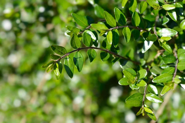 Skrzynkowe Gałązki Wiciokrzewu Nazwa Łacińska Lonicera Ligustrina Var Pileata Lonicera — Zdjęcie stockowe