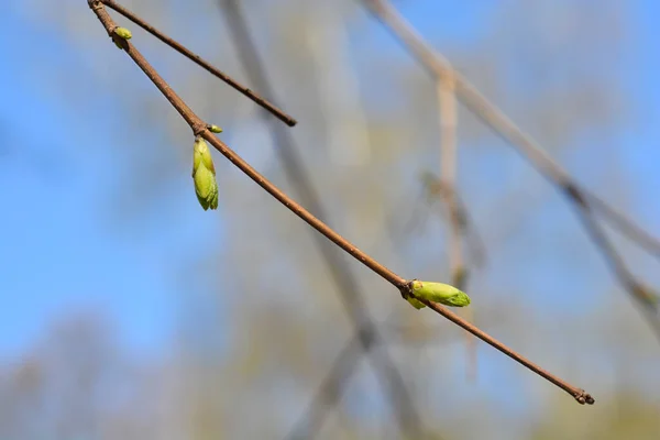 Field Maple Bare Branch New Leaves Latin Name Acer Campestre — Stock Photo, Image