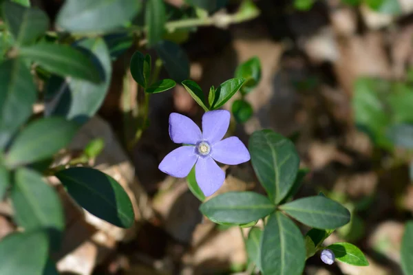 Menor Flor Periwinkle Nombre Latino Vinca Minor —  Fotos de Stock