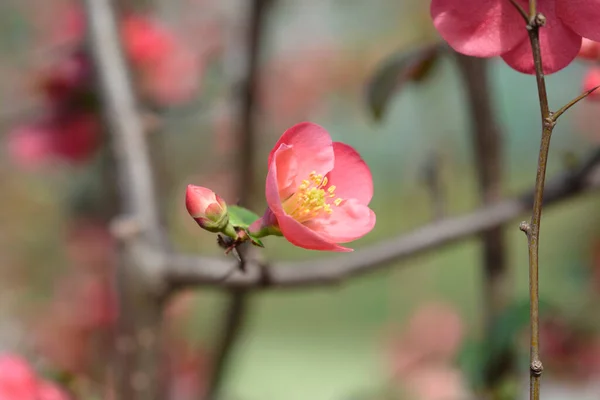 Quince Floreciente Japonés Nombre Latino Chaenomeles Japonica —  Fotos de Stock