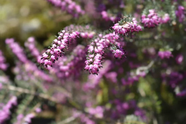 Darley Dale Heath Latin Név Erica Darleyensis Darley Dale — Stock Fotó