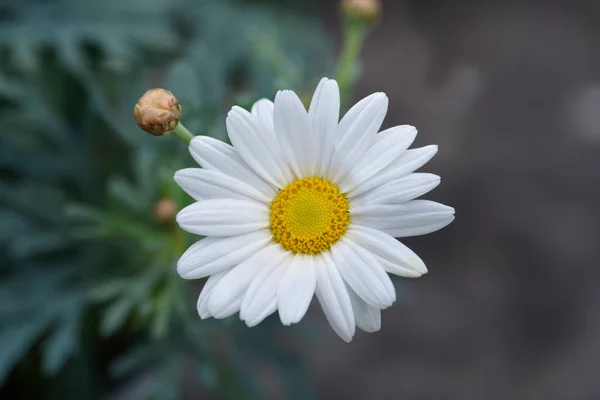 Beyaz Marguerite Papatyası Latince Adı Argyranthemum Frutescens — Stok fotoğraf