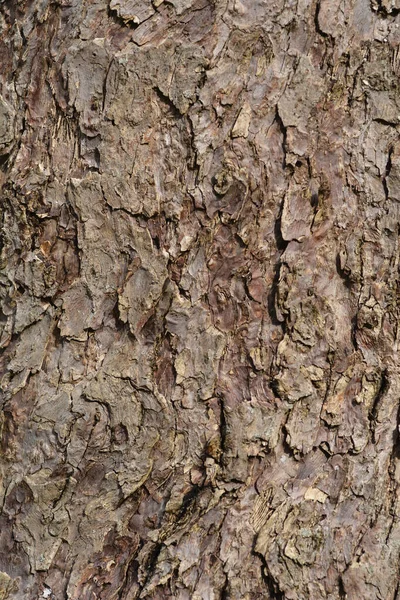 ハンカチーフの木の樹皮の詳細 ラテン語名 Davia Interucrata Var ビルモリニアナ — ストック写真