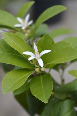 Rangpur kireç beyazı çiçeği - Latince adı - Citrus x limonia