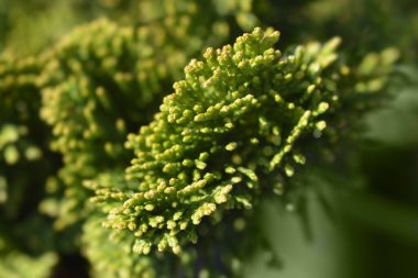 Hinoki servisi Nana Gracils - Latince adı Chamaecyparis obtusa Nana Gracils