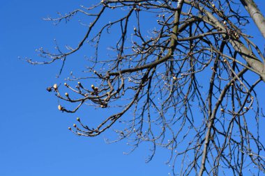 Yaprak tomurcuklu at kestanesi dalları - Latince adı - Aesculus hipocastanum
