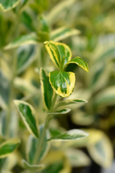 Japanes Spinder Bravo ラテン語名 Euonyus Japonicus Bravo — ストック写真