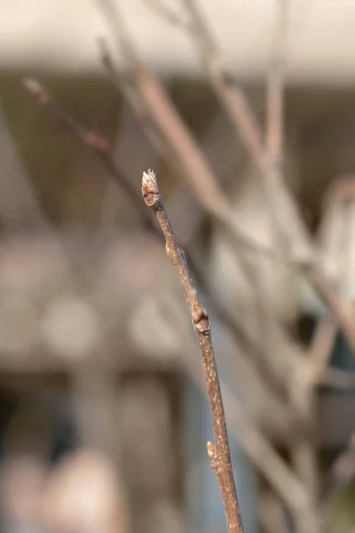 带芽的东方鳗鱼分枝 拉丁文名 Diospyros Kaki — 图库照片