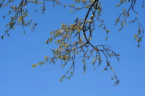 Branches Peuplier Blanc Avec Des Fleurs Contre Ciel Bleu Nom — Photo