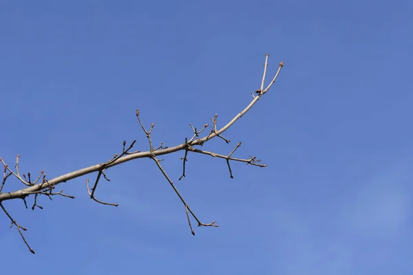 Ahornzweige Mit Knospen Vor Blauem Himmel Lateinischer Name Acer Platanoides — Stockfoto