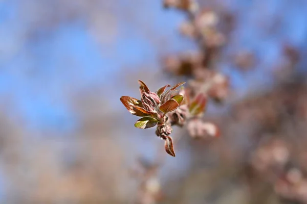 Фиолетовая Крабовая Яблоня Латинское Название Malus Purpurea — стоковое фото