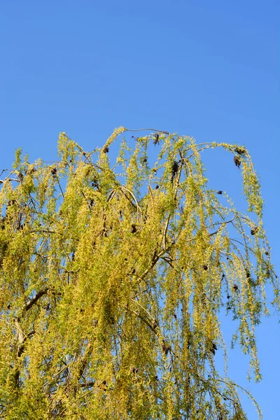 Saule Pleureur Doré Branches Avec Nouvelles Feuilles Fleurs Nom Latin — Photo