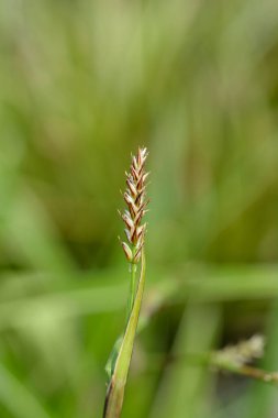 Sabit Buz Dansı çiçeği - Latince adı - Carex Morrowii Buz Dansı