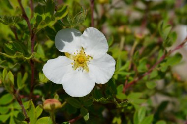 Shrubby Cinquefoil Bella Bianca - Latin adı - Potentilla fruticosa Bella Bianca