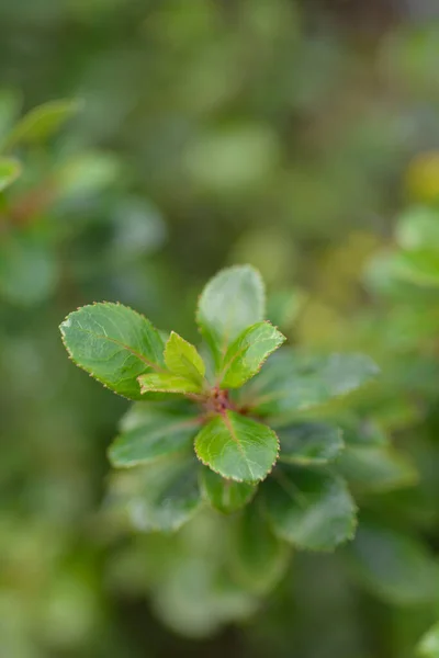 Escallonia Red Dream Leaves Latin Name Escallonia Red Dream — стокове фото