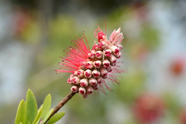 Karmozijnrode Flessenborstel Latijnse Naam Melaleuca Citrina Callistemon Citrinus — Stockfoto