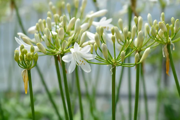 아프리카 Lily Amourette White Flower 라틴어 Agapanthus Amourette White — 스톡 사진