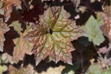 Mor Mercan Sarayı yaprakları - Latince adı - Heuchera Americana Sarayı Mor