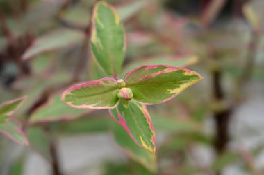 St. Johns Wort Tricolor - Latince adı - Hypericum x moserianum Tricolor