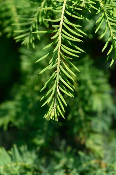 Ιρλανδική Yew Branch Λατινική Ονομασία Taxus Baccata — Φωτογραφία Αρχείου