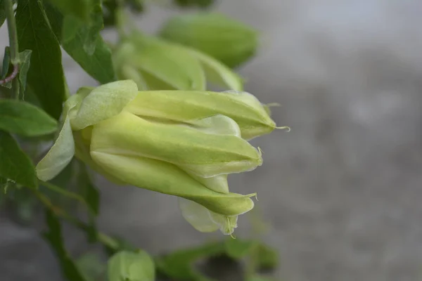Królowa Śniegu Pasja Pączek Kwiatu Winorośli Łacińska Nazwa Passiflora Królowa — Zdjęcie stockowe