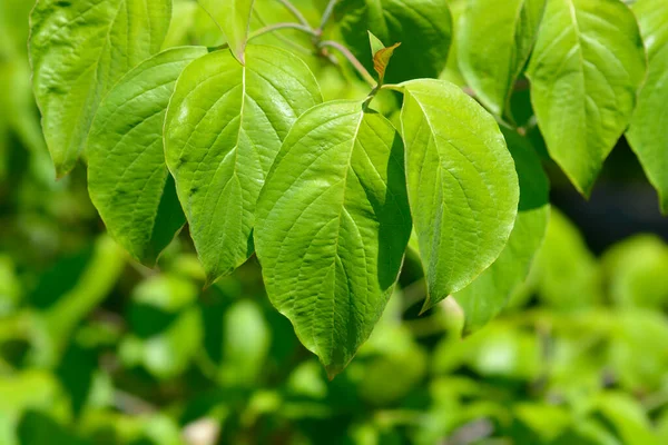 Kwiat Dogwood Cherokee Szef Liści Łacińska Nazwa Cornus Florida Cherokee — Zdjęcie stockowe